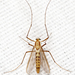 Orthocladiinae - Photo (c) Tom Murray, some rights reserved (CC BY-NC), uploaded by Tom Murray