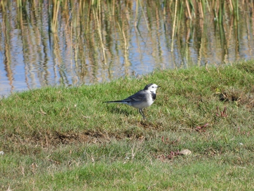 White Wagtail