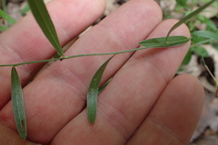 Evolvulus sericeus