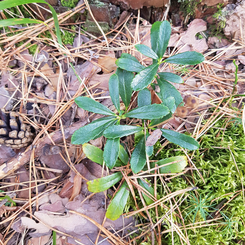Chimaphila umbellata, photograph 3