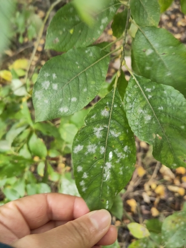 sallow mildew