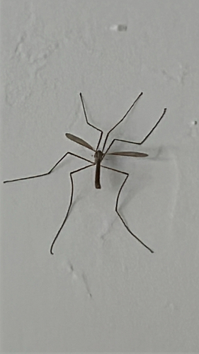 European Crane Fly