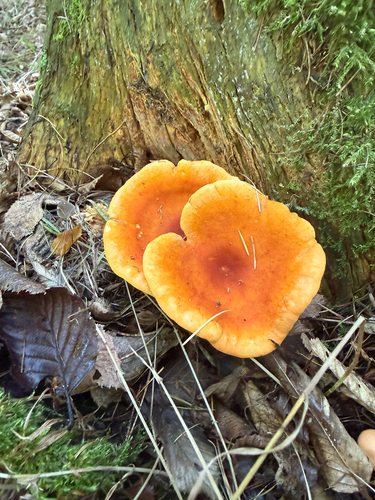 False Chanterelle
