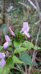 Hypoestes