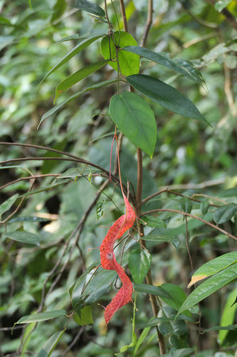 Pterisanthes, 2026-08-26