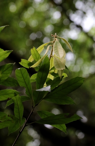 Quercus pachyloma