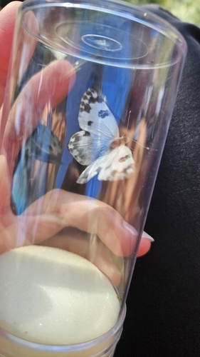 Eastern Bath White