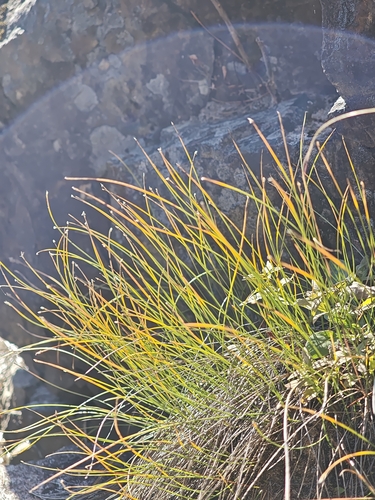 Trichophorum cespitosum, photograph 1