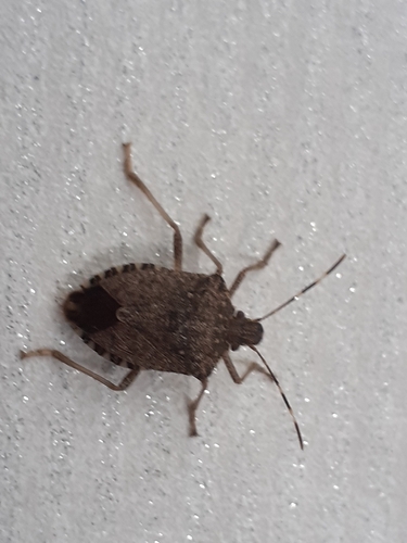 Brown Marmorated Stink Bug