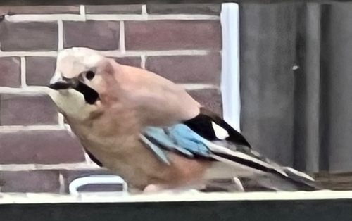 Eurasian Jay