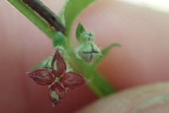 Galium virgatum