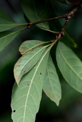 Quercus pachyloma, photograph author not stated, no rights reserved