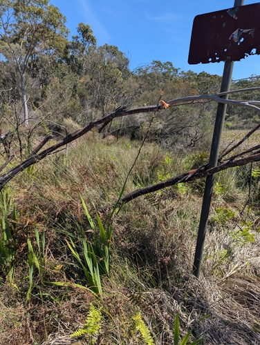 Watsonia meriana, photograph 1