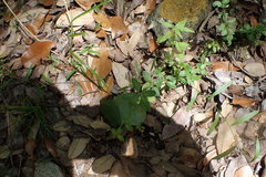 Galium virgatum
