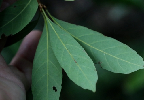 Quercus pachyloma, photograph 5