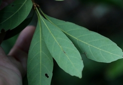 Quercus pachyloma, photograph author not stated, no rights reserved
