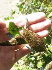 Puccinia vincae