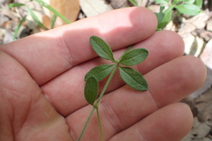 Galium virgatum