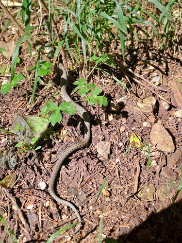 Barred Grass Snake