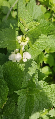 Lamium album