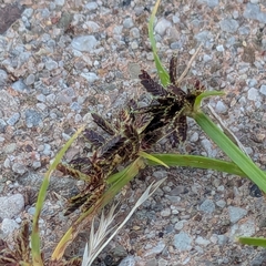 Cyperus fuscus, photograph author not stated, no rights reserved