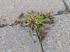 Cyperus fuscus, photograph author not stated, no rights reserved