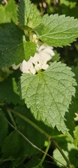 (c) JW, some rights reserved (CC BY) Lamium album, photograph (c) JW, some rights reserved (CC BY)