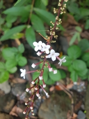 Gonzalagunia brenesii