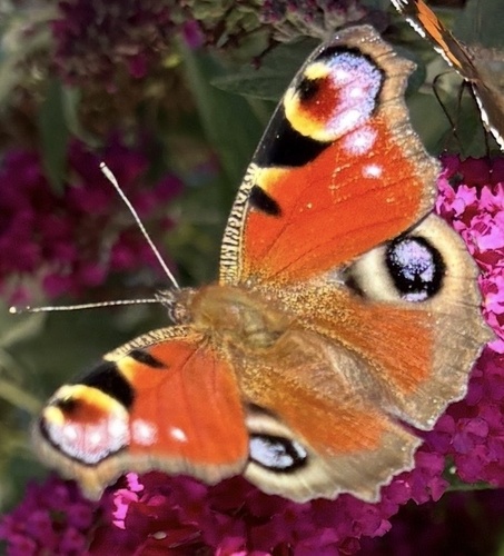 European Peacock Butterfly