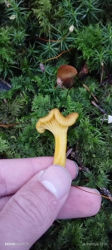 Yellowfoot