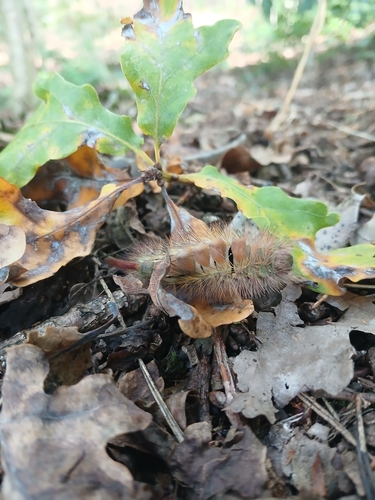 Pale Tussock Moth
