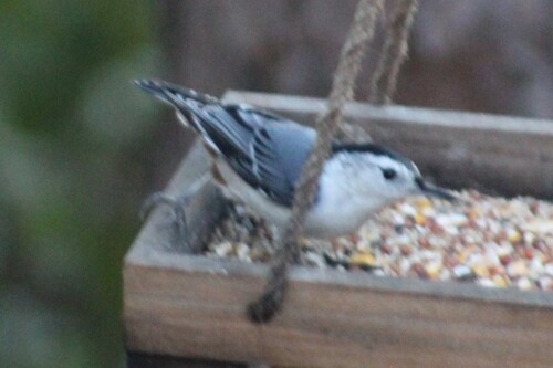White-breasted Nuthatch