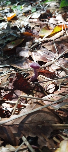 Amethyst Deceiver