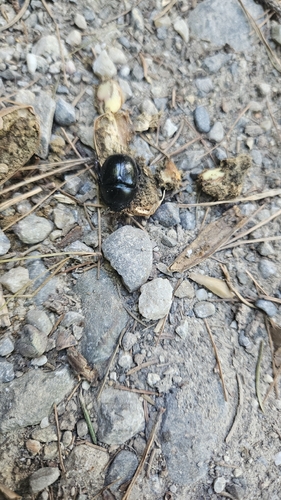 Woodland Dor Beetle