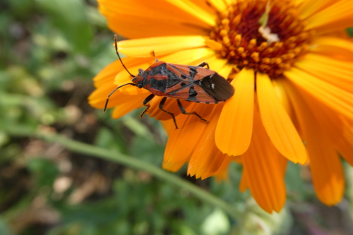 Indian Milkweed Bug