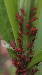 Uroleucon nigrotuberculatum