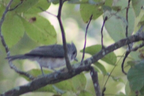 Tufted Titmouse