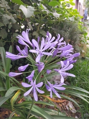Agapanthus praecox
