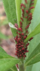 Uroleucon nigrotuberculatum