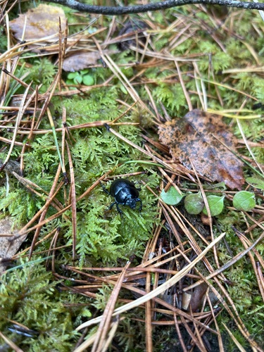 Woodland Dor Beetle
