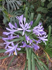Agapanthus praecox