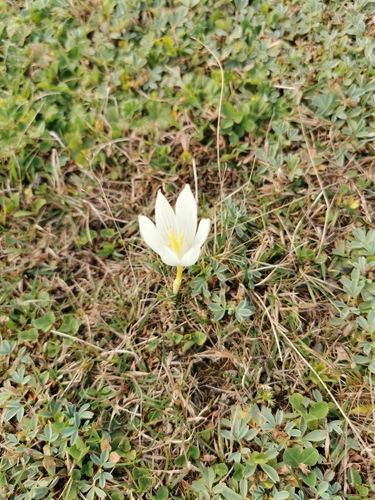 Crocus vallicola