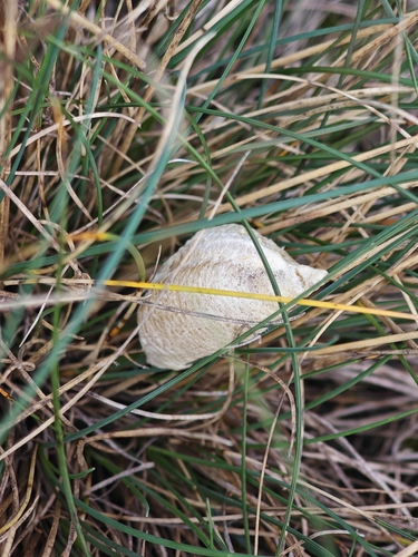 European Mantis