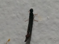 Atractocerus brasiliensis