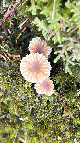 Lichen Agaric