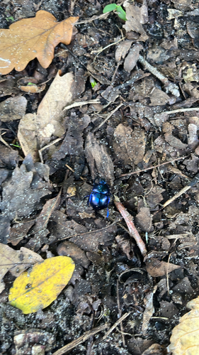 Springtime Dung Beetle