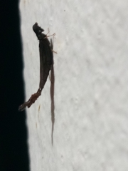 Atractocerus brasiliensis