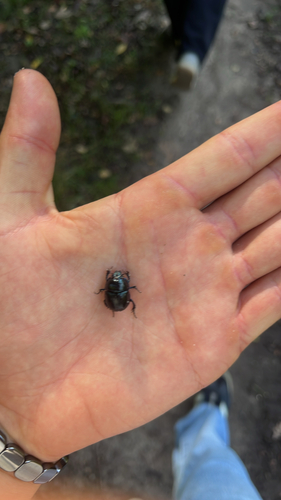 Woodland Dor Beetle