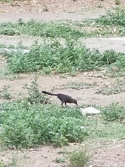 Quiscalus mexicanus