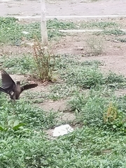 Quiscalus mexicanus